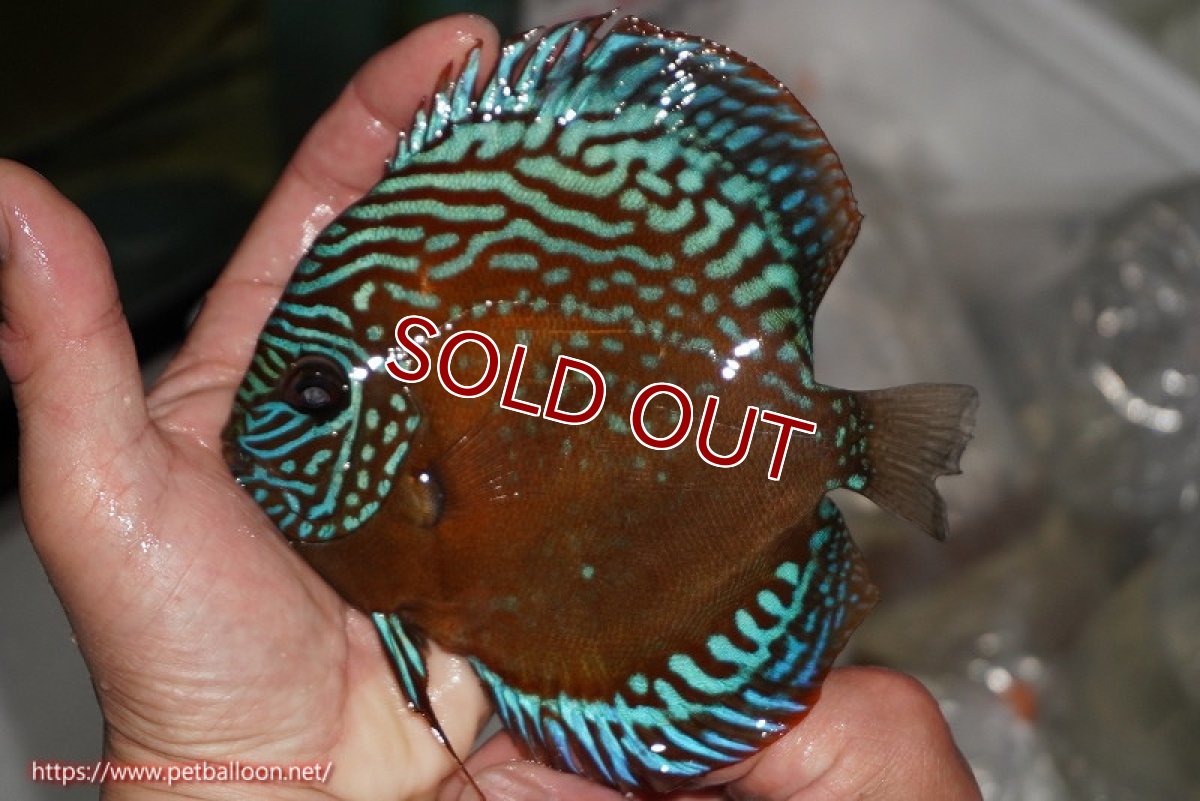 画像6: 【ディスカス】【通販】【激レアワイルドクロス】【国産ブリード】北岸アレンカークリペアロイヤル&北岸アレンカークリペアソリッドレッド【個体ペア販売】15cm(生体)【越中の雄 作出】 (6)