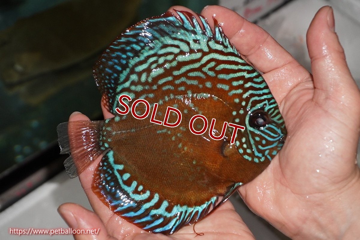 画像7: 【ディスカス】【通販】【激レアワイルドクロス】【国産ブリード】北岸アレンカークリペアロイヤル&北岸アレンカークリペアソリッドレッド【個体ペア販売】15cm(生体)【越中の雄 作出】 (7)