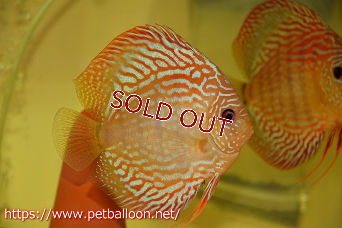 画像2: 【ディスカス】【通販】【産卵経験あり】【激レアワイルドクロス】【国産ブリード】ノーバオリンダヘッケルクロスヨーロッパ産ロートターキス【個体ペア販売】14cm(生体)【越中の雄 作出】 (2)