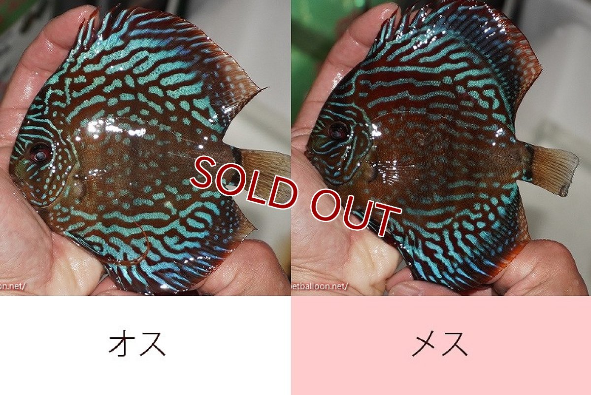 画像3: 【ディスカス】【通販】【産卵経験あり】【激レアワイルドクロス】【国産ブリード】ノーバオリンダヘッケルクロスヨーロッパ産ロートターキス【個体ペア販売】14cm(生体)【越中の雄 作出】 (3)