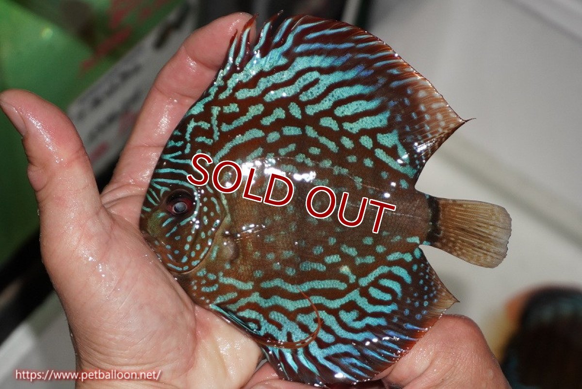 画像4: 【ディスカス】【通販】【産卵経験あり】【激レアワイルドクロス】【国産ブリード】ノーバオリンダヘッケルクロスヨーロッパ産ロートターキス【個体ペア販売】14cm(生体)【越中の雄 作出】 (4)