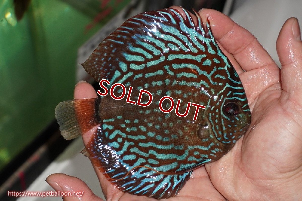 画像5: 【ディスカス】【通販】【産卵経験あり】【激レアワイルドクロス】【国産ブリード】ノーバオリンダヘッケルクロスヨーロッパ産ロートターキス【個体ペア販売】14cm(生体)【越中の雄 作出】 (5)