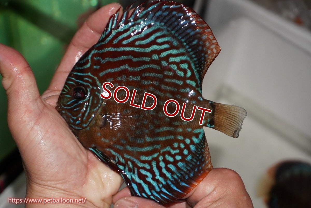 画像7: 【ディスカス】【通販】【産卵経験あり】【激レアワイルドクロス】【国産ブリード】ノーバオリンダヘッケルクロスヨーロッパ産ロートターキス【個体ペア販売】14cm(生体)【越中の雄 作出】 (7)