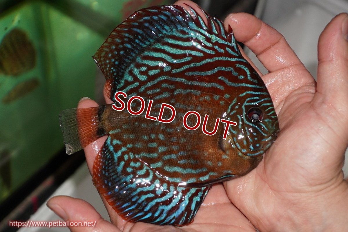 画像8: 【ディスカス】【通販】【産卵経験あり】【激レアワイルドクロス】【国産ブリード】ノーバオリンダヘッケルクロスヨーロッパ産ロートターキス【個体ペア販売】14cm(生体)【越中の雄 作出】 (8)