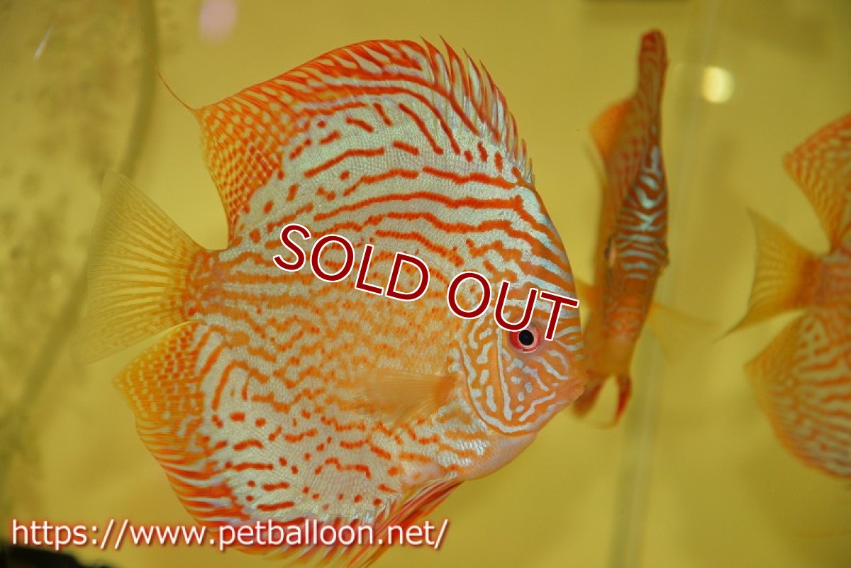 画像2: 【ディスカス】【通販】【激レアワイルドクロス】【国産ブリード】北岸アレンカークリペアクロスヨーロッパ産ロートターキス【個体販売】13-14cm(生体)【越中の雄 作出】 (2)