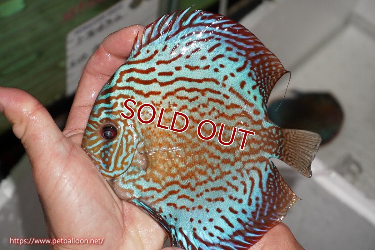 画像3: 【ディスカス】【通販】【激レアワイルドクロス】【国産ブリード】北岸アレンカークリペアクロスヨーロッパ産ロートターキス【個体販売】13-14cm(生体)【越中の雄 作出】 (3)