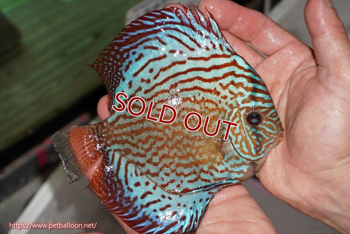 画像4: 【ディスカス】【通販】【激レアワイルドクロス】【国産ブリード】北岸アレンカークリペアクロスヨーロッパ産ロートターキス【個体販売】13-14cm(生体)【越中の雄 作出】 (4)