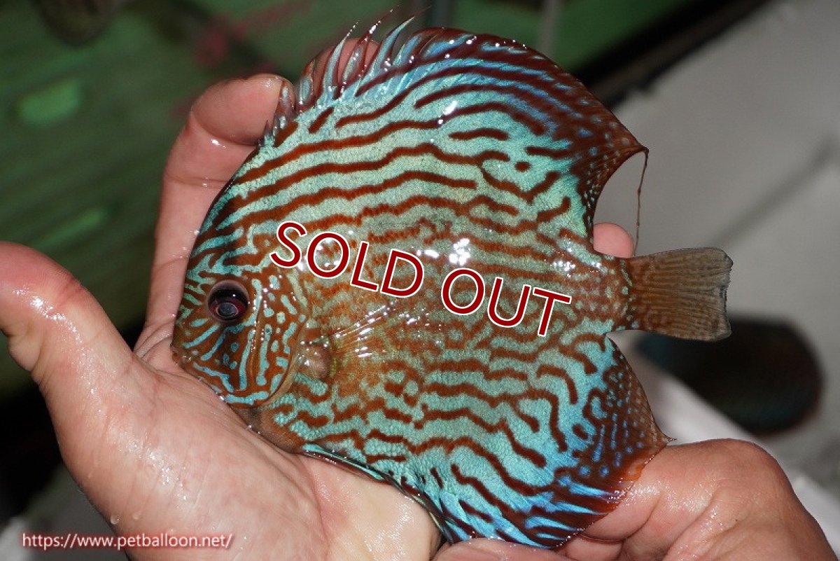 画像3: 【ディスカス】【通販】【激レアワイルドクロス】【国産ブリード】北岸アレンカークリペアクロスヨーロッパ産ロートターキス【個体販売】13-14cm(生体)【越中の雄 作出】 (3)