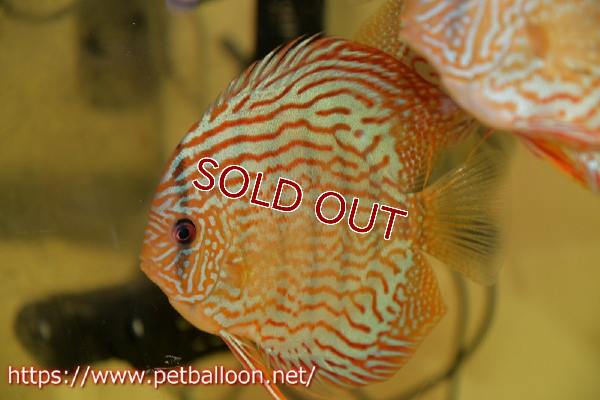 画像2: 【ディスカス】【通販】【激レアワイルドクロス】【国産ブリード】北岸アレンカークリペアクロスヨーロッパ産ロートターキス【個体販売】13-14cm（生体）【越中の雄 作出】 (2)