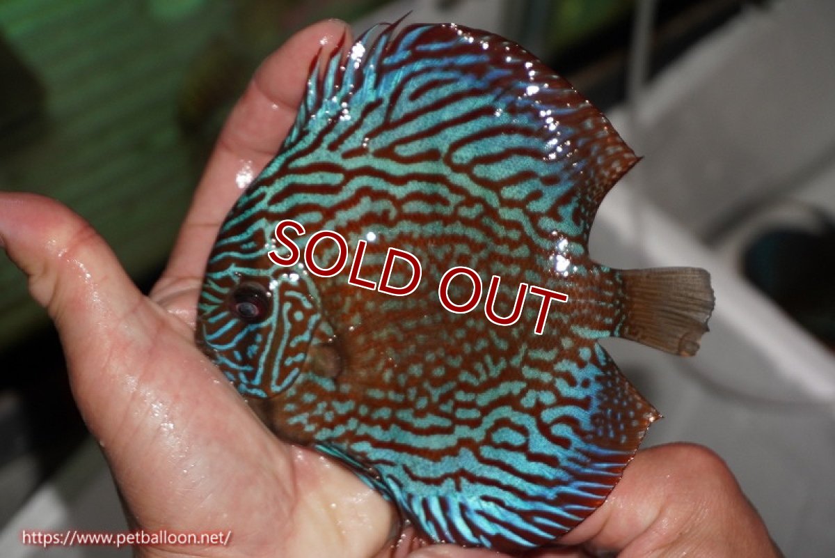 画像3: 【ディスカス】【通販】【激レアワイルドクロス】【国産ブリード】北岸アレンカークリペアクロスヨーロッパ産ロートターキス【個体販売】13-14cm（生体）【越中の雄 作出】 (3)