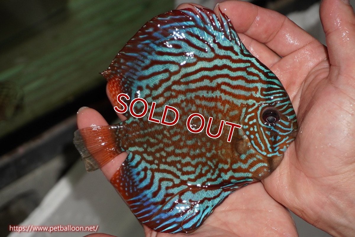 画像4: 【ディスカス】【通販】【激レアワイルドクロス】【国産ブリード】北岸アレンカークリペアクロスヨーロッパ産ロートターキス【個体販売】13-14cm（生体）【越中の雄 作出】 (4)