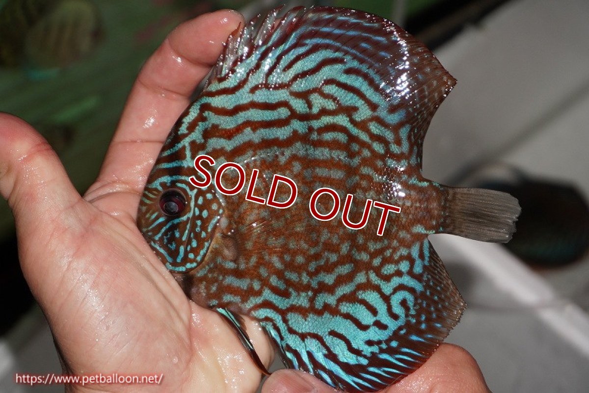 画像2: 【ディスカス】【ディスカス】【通販】【激レアワイルドクロス】【国産ブリード】北岸アレンカークリペアクロスヨーロッパ産ロートターキス【個体販売】13-14cm(生体)【越中の雄 作出】 (2)