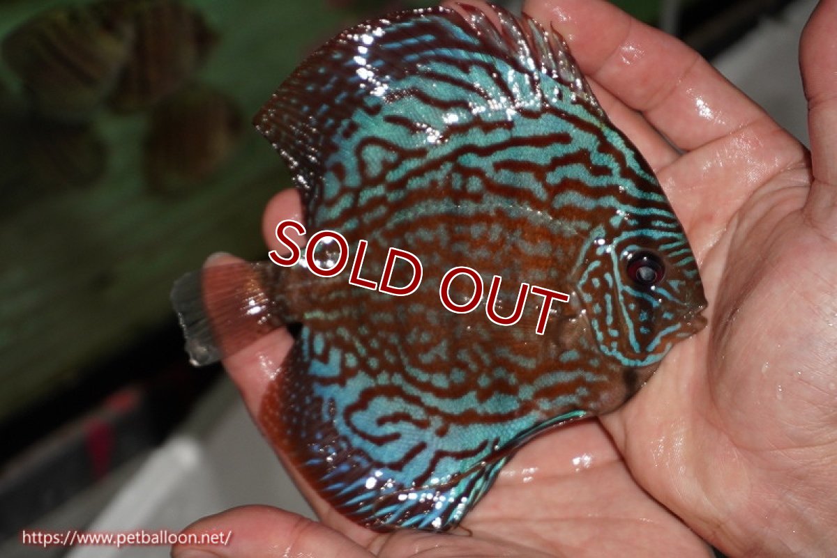 画像3: 【ディスカス】【ディスカス】【通販】【激レアワイルドクロス】【国産ブリード】北岸アレンカークリペアクロスヨーロッパ産ロートターキス【個体販売】13-14cm(生体)【越中の雄 作出】 (3)