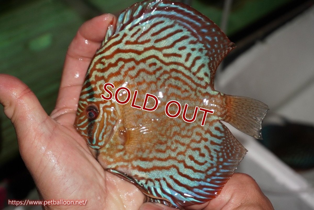 画像2: 【ディスカス】【ディスカス】【通販】【激レアワイルドクロス】【国産ブリード】北岸アレンカークリペアクロスヨーロッパ産ロートターキス【個体販売】13-14cm(生体)【越中の雄 作出】 (2)