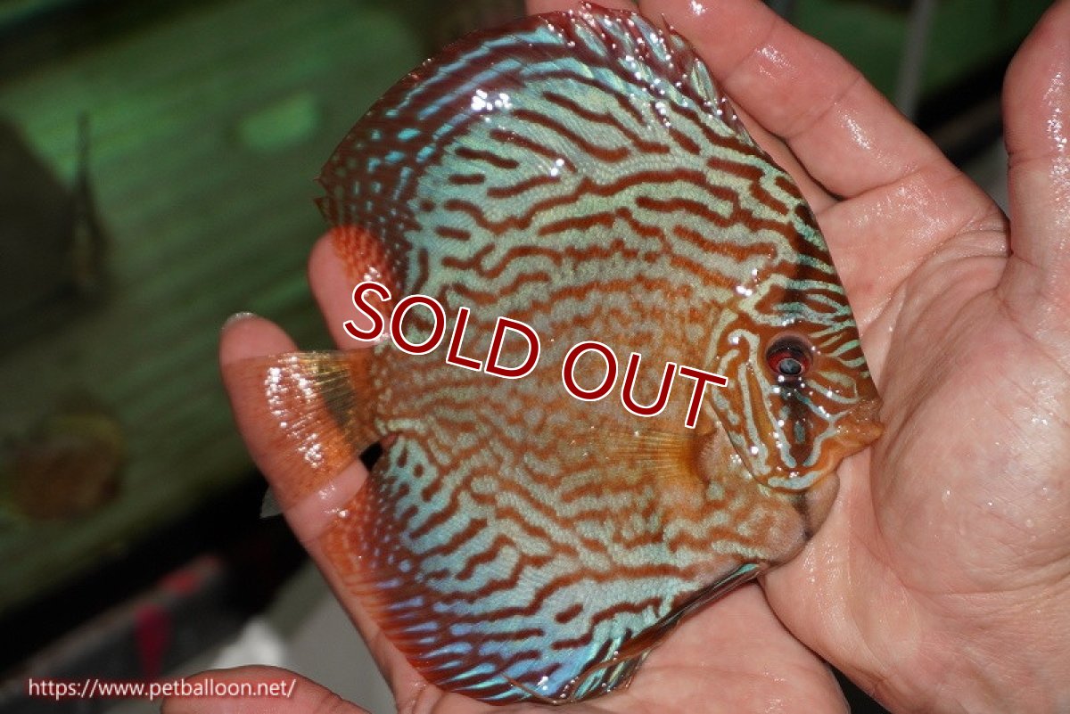 画像3: 【ディスカス】【ディスカス】【通販】【激レアワイルドクロス】【国産ブリード】北岸アレンカークリペアクロスヨーロッパ産ロートターキス【個体販売】13-14cm(生体)【越中の雄 作出】 (3)