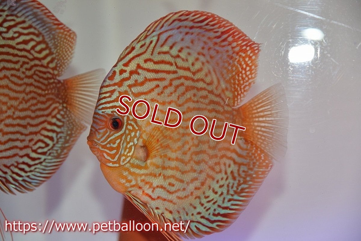 画像2: 【ディスカス】【ディスカス】【通販】【産卵経験あり】ジャイアントジャーマンレッドターコイズ　ハイフォーム【個体ペア販売】16-17cm（生体）マレーシア　NAディスカスファーム (2)