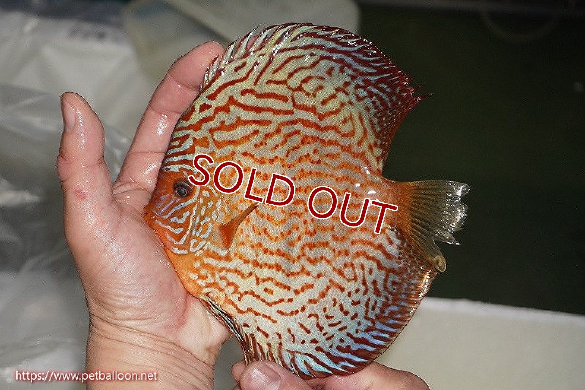 画像3: 【ディスカス】【ディスカス】【通販】【産卵経験あり】ジャイアントジャーマンレッドターコイズ　ハイフォーム【個体ペア販売】16-17cm（生体）マレーシア　NAディスカスファーム (3)