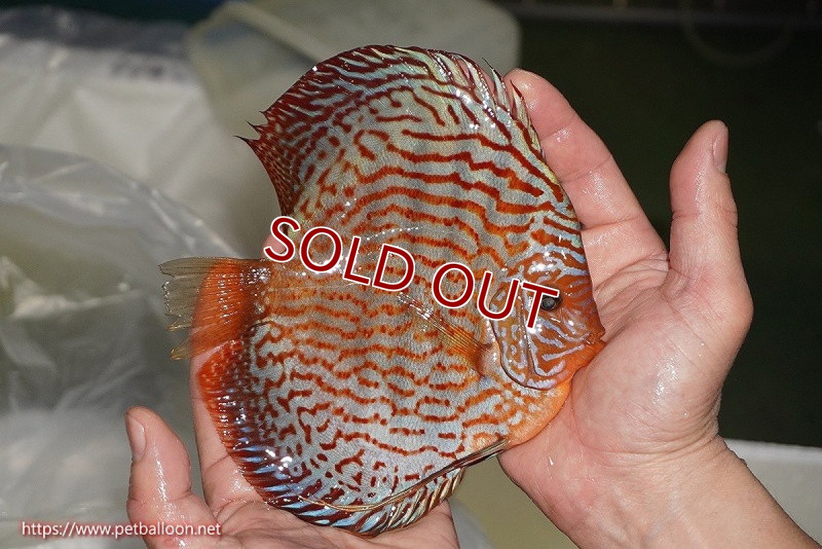 画像4: 【ディスカス】【ディスカス】【通販】【産卵経験あり】ジャイアントジャーマンレッドターコイズ　ハイフォーム【個体ペア販売】16-17cm（生体）マレーシア　NAディスカスファーム (4)
