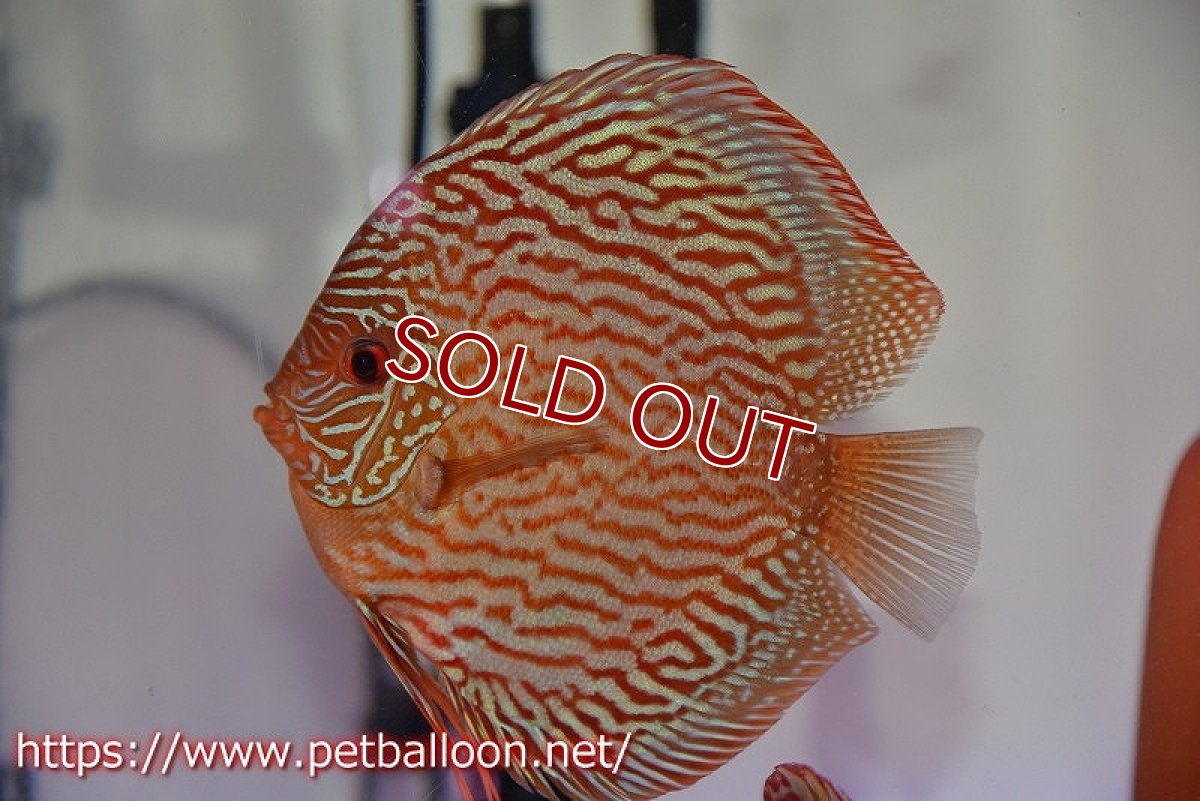 画像5: 【ディスカス】【ディスカス】【通販】【産卵経験あり】ジャイアントジャーマンレッドターコイズ　ハイフォーム【個体ペア販売】16-17cm（生体）マレーシア　NAディスカスファーム (5)