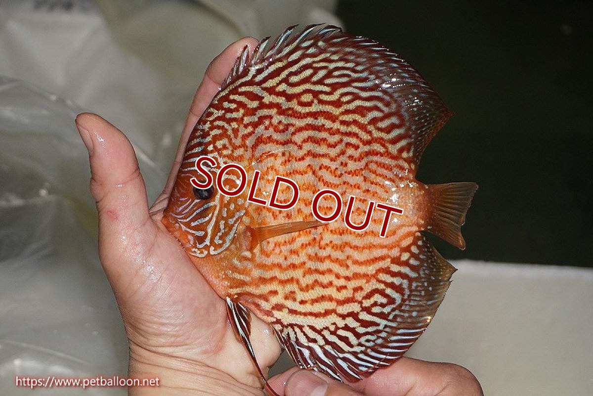 画像6: 【ディスカス】【ディスカス】【通販】【産卵経験あり】ジャイアントジャーマンレッドターコイズ　ハイフォーム【個体ペア販売】16-17cm（生体）マレーシア　NAディスカスファーム (6)