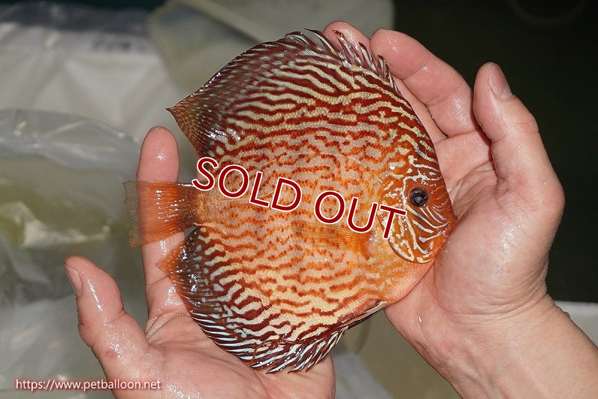 画像7: 【ディスカス】【ディスカス】【通販】【産卵経験あり】ジャイアントジャーマンレッドターコイズ　ハイフォーム【個体ペア販売】16-17cm（生体）マレーシア　NAディスカスファーム (7)