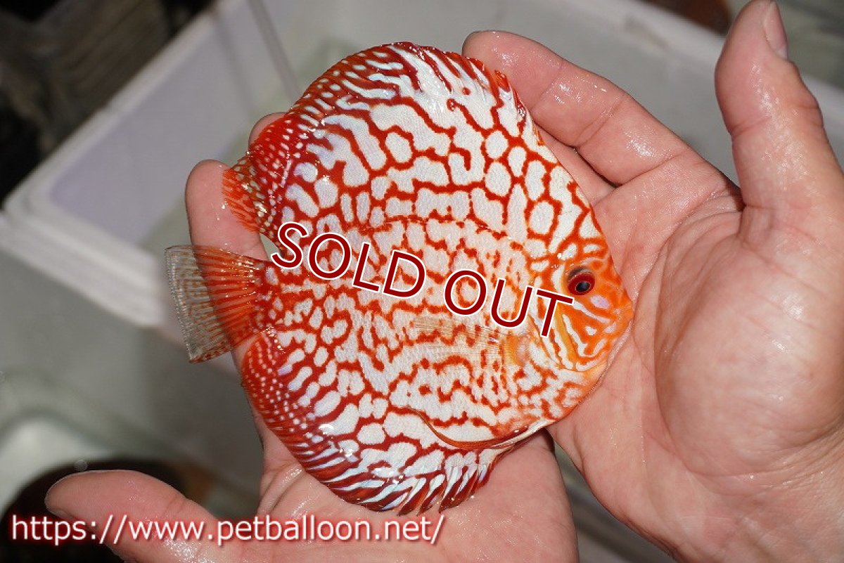 画像2: 【ディスカス】【通販】スターダストポルカドット【個体販売】14-15cm（生体） (2)