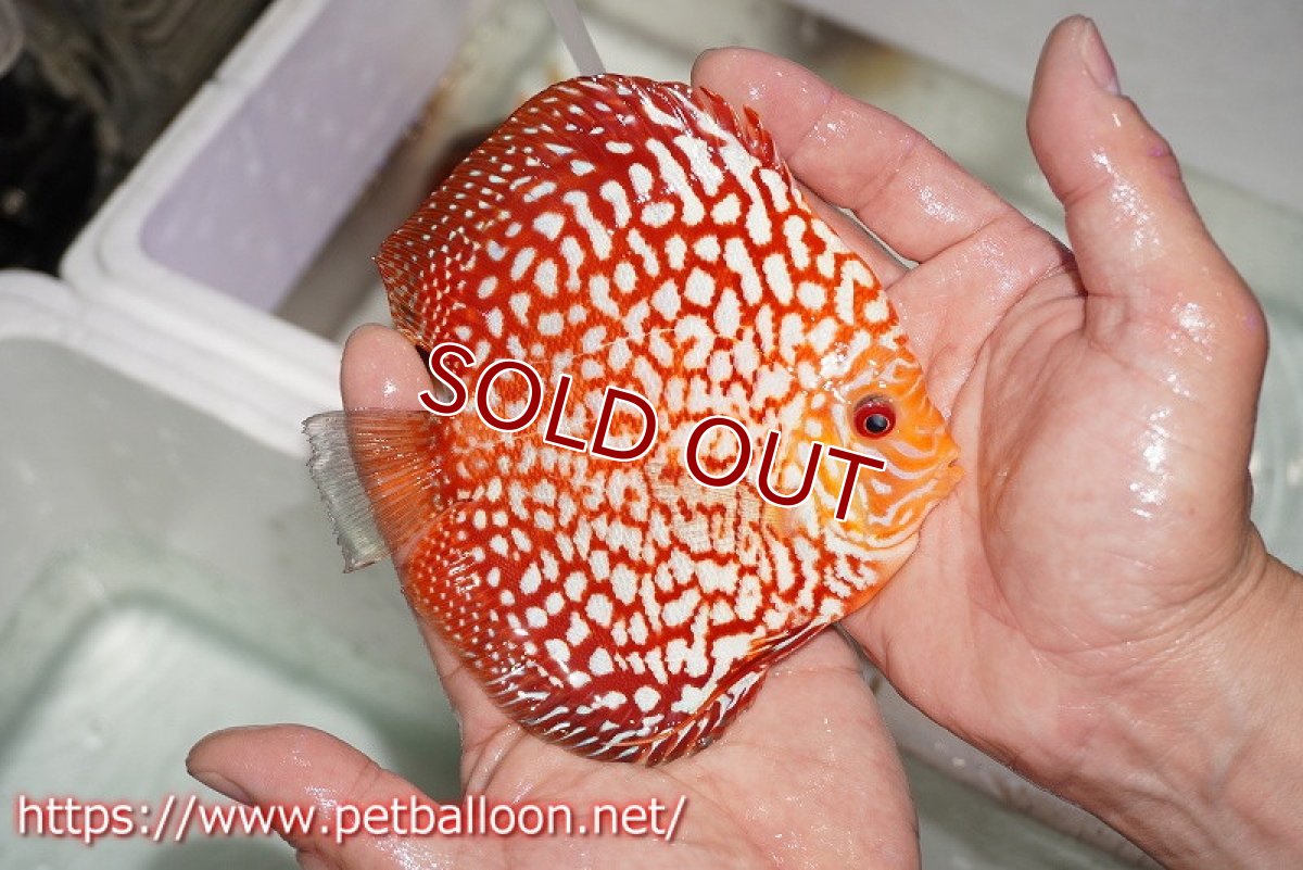 画像2: 【ディスカス】【ディスカス】【通販】スターダストポルカドット【個体販売】14-15cm（生体） (2)