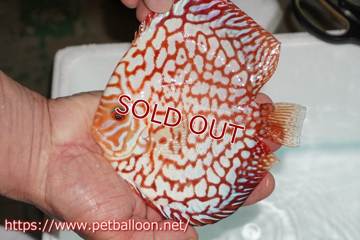 画像2: 【ディスカス】【通販】スターダストポルカドット【個体販売】14-15cm（生体） (2)