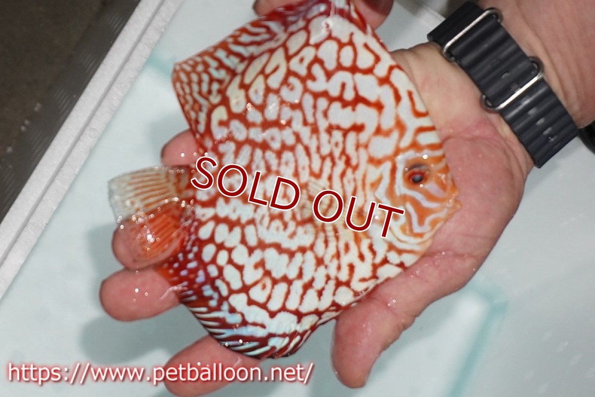 画像3: 【ディスカス】【通販】スターダストポルカドット【個体販売】14-15cm（生体） (3)