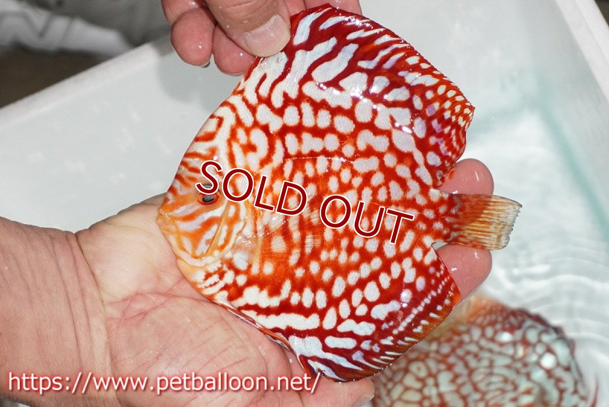 画像2: 【ディスカス】【通販】スターダストポルカドット【個体販売】14-15cm（生体） (2)