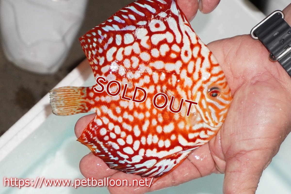 画像3: 【ディスカス】【通販】スターダストポルカドット【個体販売】14-15cm（生体） (3)