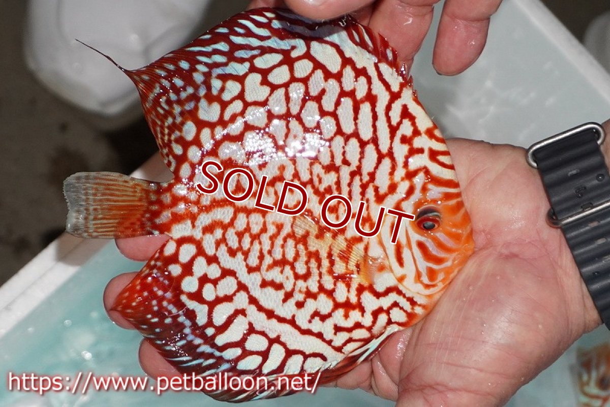 画像2: 【ディスカス】【ディスカス】【通販】スターダストポルカドット【個体販売】14-15cm（生体） (2)