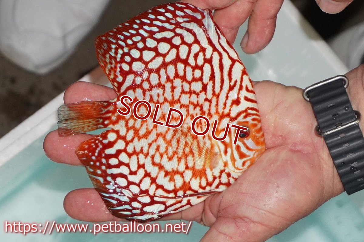 画像2: 【ディスカス】【ディスカス】【通販】スターダストポルカドット【個体販売】14-15cm（生体） (2)