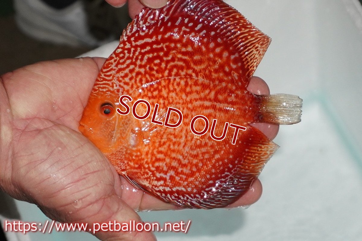 画像2: 【ディスカス】【ディスカス】【通販】スターダストポルカドットスネーク【個体販売】14-15cm（生体） (2)