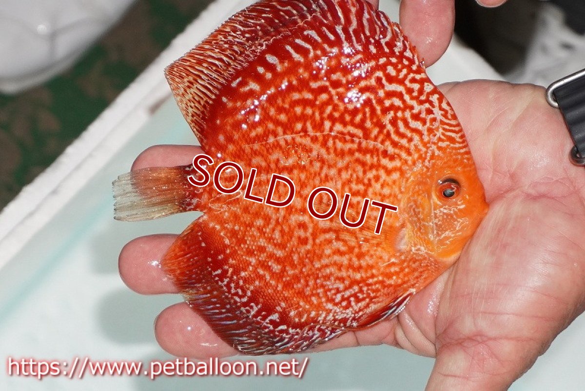 画像3: 【ディスカス】【ディスカス】【通販】スターダストポルカドットスネーク【個体販売】14-15cm（生体） (3)