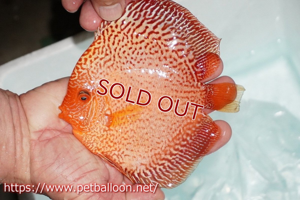 画像2: 【ディスカス】【ディスカス】【通販】スターダストポルカドットスネーク【個体販売】14-15cm（生体） (2)