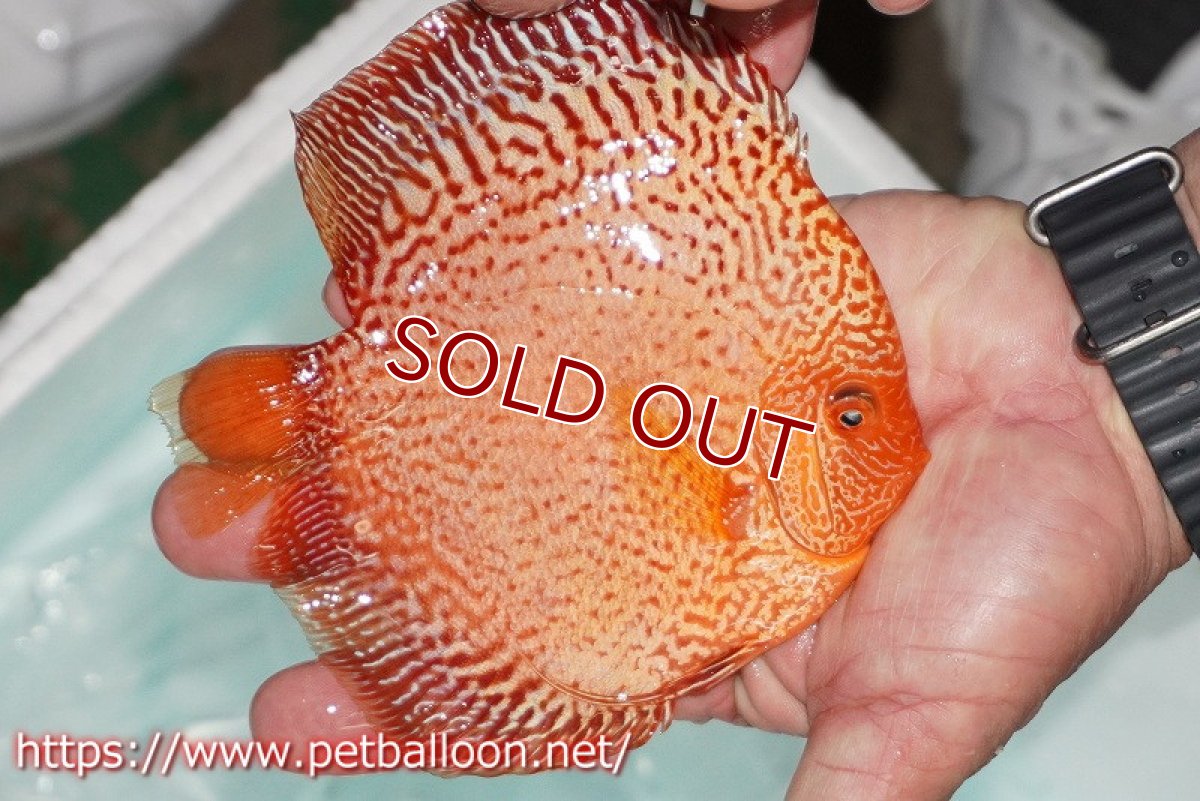 画像3: 【ディスカス】【ディスカス】【通販】スターダストポルカドットスネーク【個体販売】14-15cm（生体） (3)