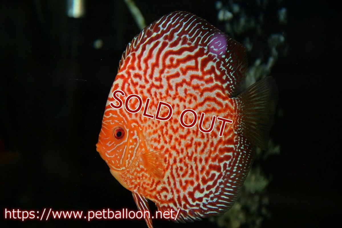 画像2: 【ディスカス】【通販】スターダストポルカドットスネーク【個体販売】14-15cm（生体） (2)