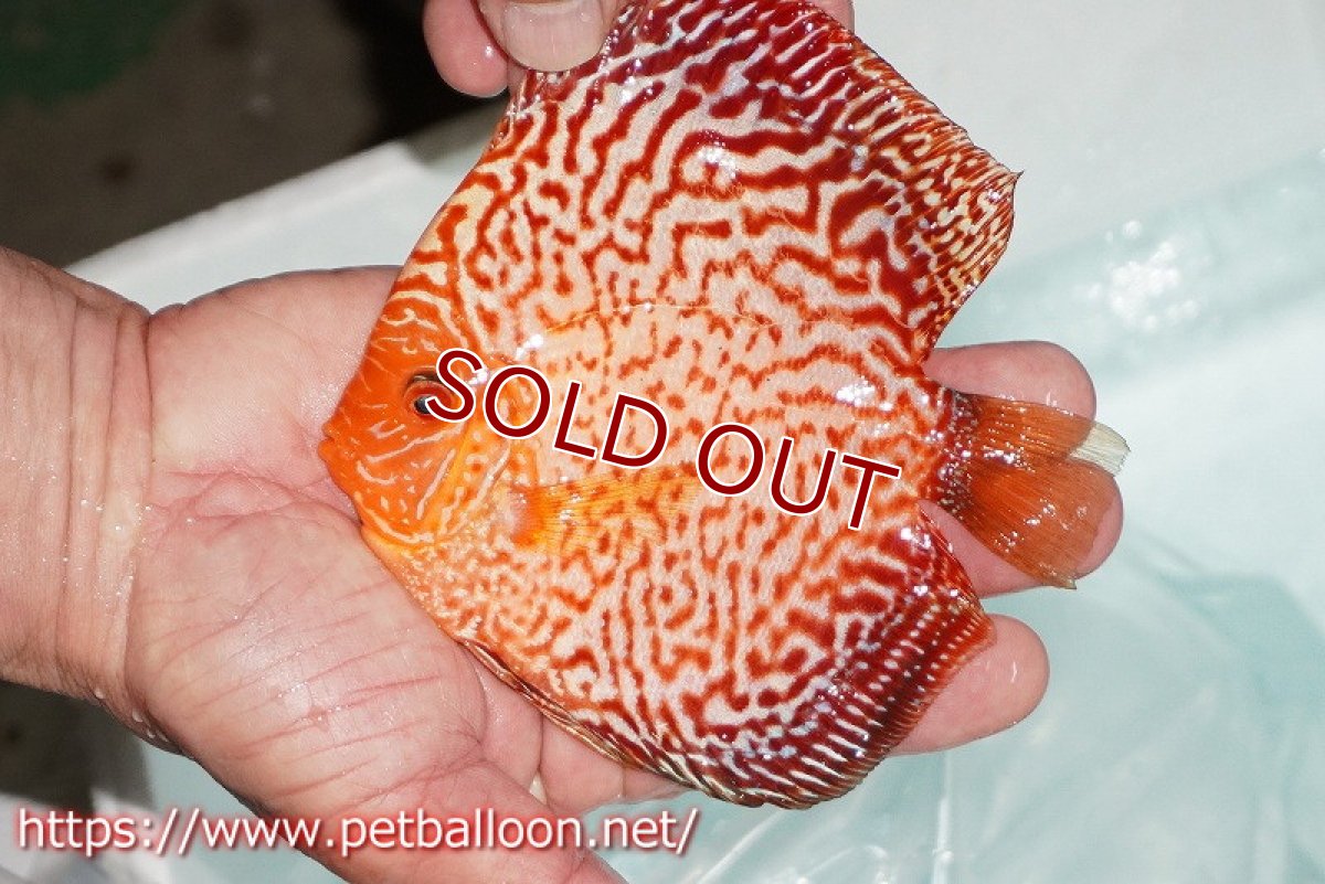 画像3: 【ディスカス】【通販】スターダストポルカドットスネーク【個体販売】14-15cm（生体） (3)