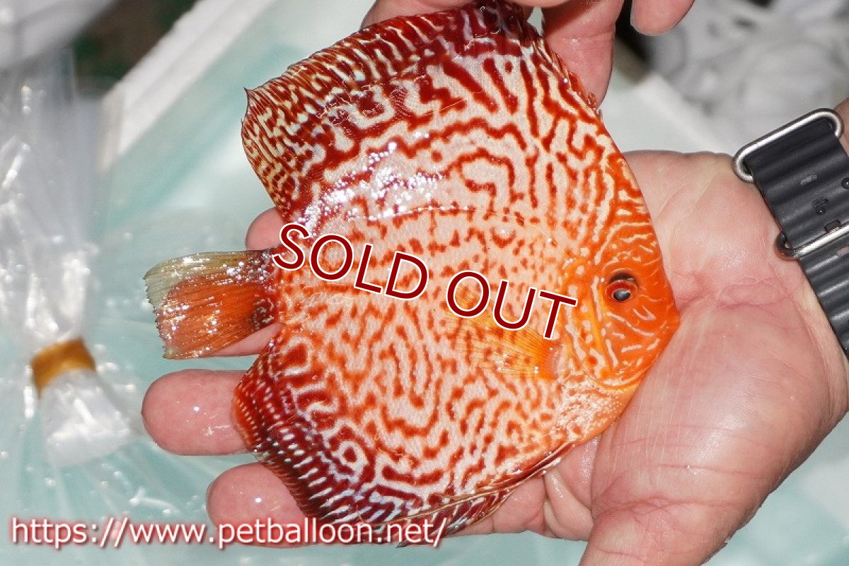 画像4: 【ディスカス】【通販】スターダストポルカドットスネーク【個体販売】14-15cm（生体） (4)