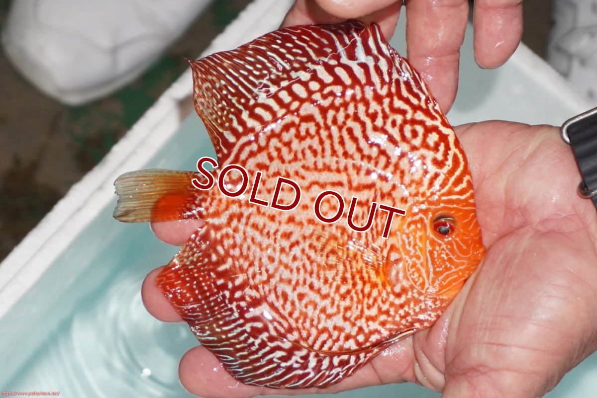 画像2: 【ディスカス】【通販】スターダストポルカドットスネーク【個体販売】14-15cm（生体） (2)