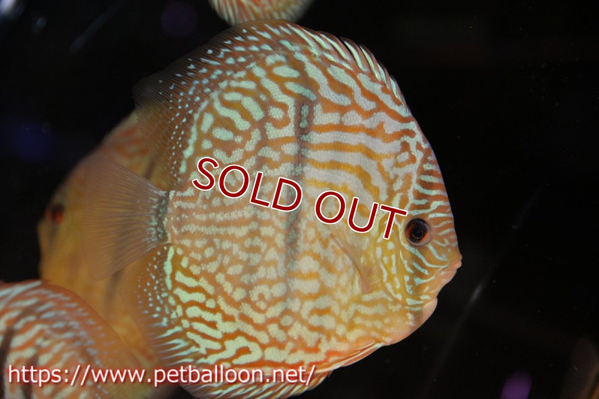 画像2: 【ディスカス】【通販】【激レアニューストレイン】ヤムンダブルームーンヘッケルクロス（ハイフォーム）【個体販売】12cm（生体）マレーシア　KLディスカスファーム (2)