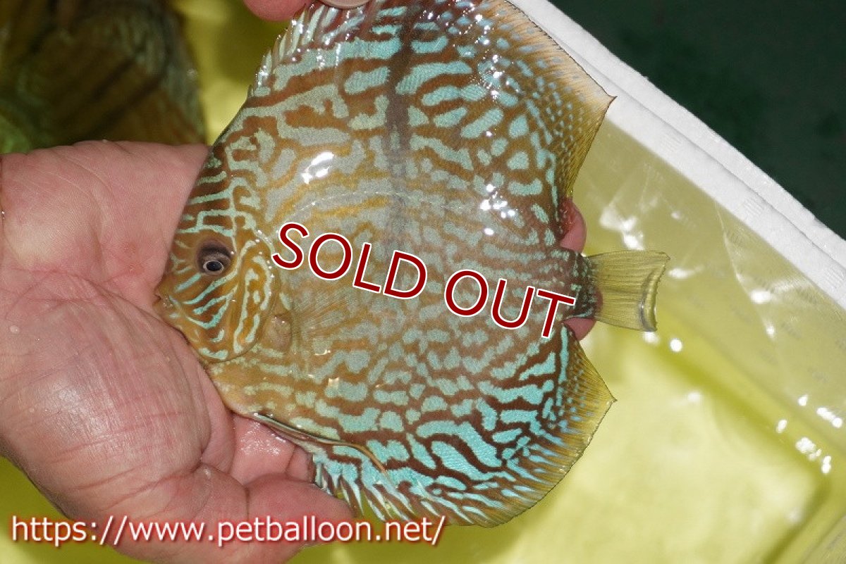 画像3: 【ディスカス】【通販】【激レアニューストレイン】ヤムンダブルームーンヘッケルクロス（ハイフォーム）【個体販売】12cm（生体）マレーシア　KLディスカスファーム (3)