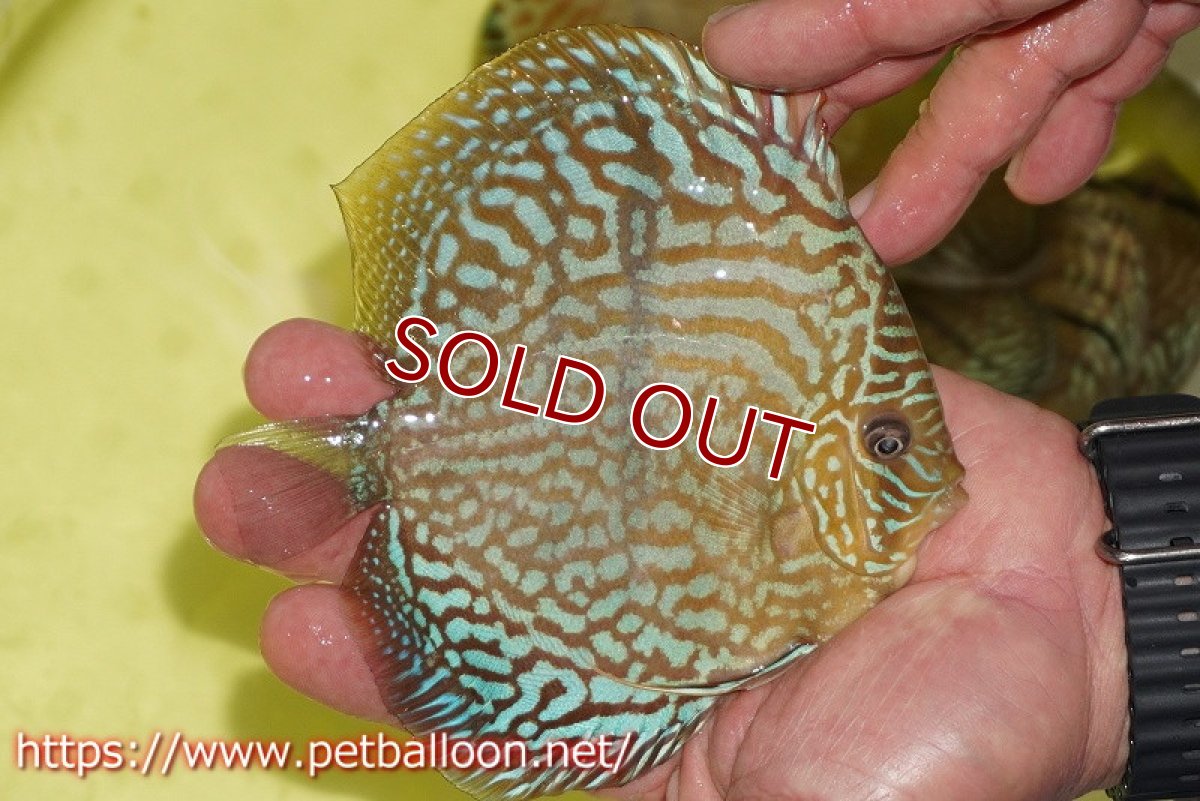 画像4: 【ディスカス】【通販】【激レアニューストレイン】ヤムンダブルームーンヘッケルクロス（ハイフォーム）【個体販売】12cm（生体）マレーシア　KLディスカスファーム (4)