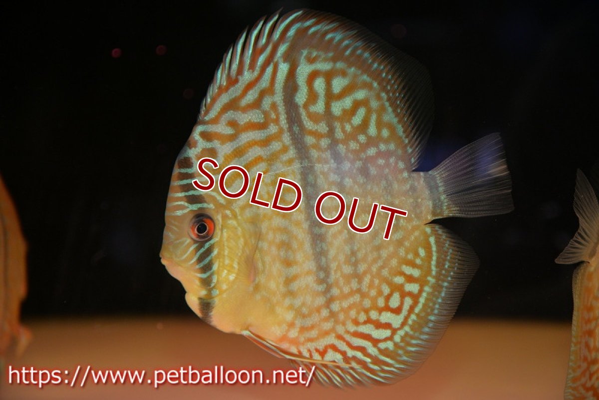 画像2: 【ディスカス】【通販】【激レアニューストレイン】ヤムンダブルームーンヘッケルクロス（ハイフォーム）【個体販売】12cm（生体）マレーシア　KLディスカスファーム (2)