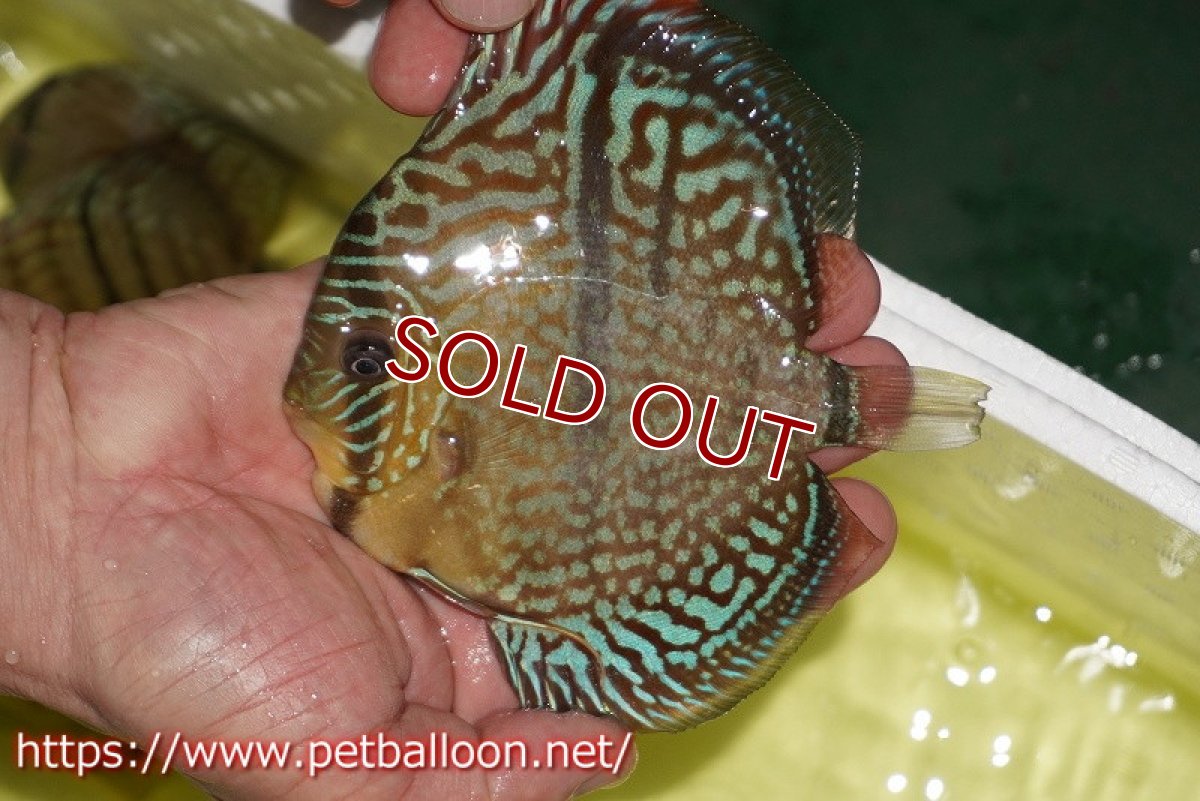 画像3: 【ディスカス】【通販】【激レアニューストレイン】ヤムンダブルームーンヘッケルクロス（ハイフォーム）【個体販売】12cm（生体）マレーシア　KLディスカスファーム (3)