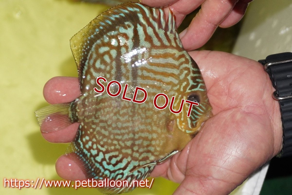 画像4: 【ディスカス】【通販】【激レアニューストレイン】ヤムンダブルームーンヘッケルクロス（ハイフォーム）【個体販売】12cm（生体）マレーシア　KLディスカスファーム (4)