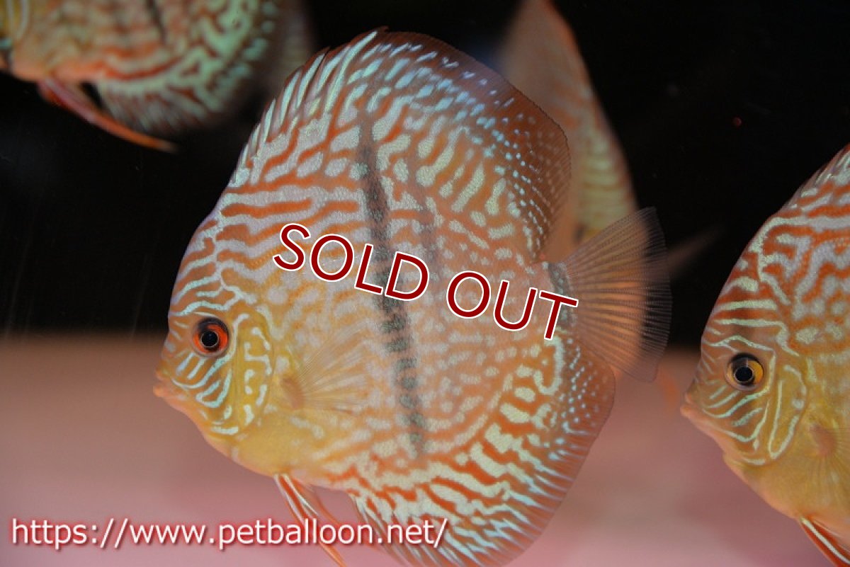 画像2: 【ディスカス】【通販】【激レアニューストレイン】ヤムンダブルームーンヘッケルクロス（ハイフォーム）【個体販売】12cm（生体）マレーシア　KLディスカスファーム (2)