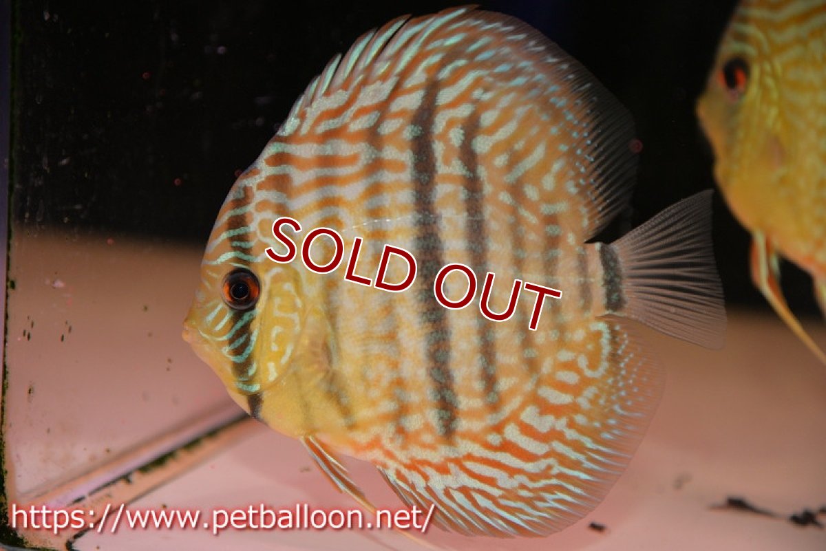 画像3: 【ディスカス】【通販】【激レアニューストレイン】ヤムンダブルームーンヘッケルクロス（ハイフォーム）【個体販売】12cm（生体）マレーシア　KLディスカスファーム (3)