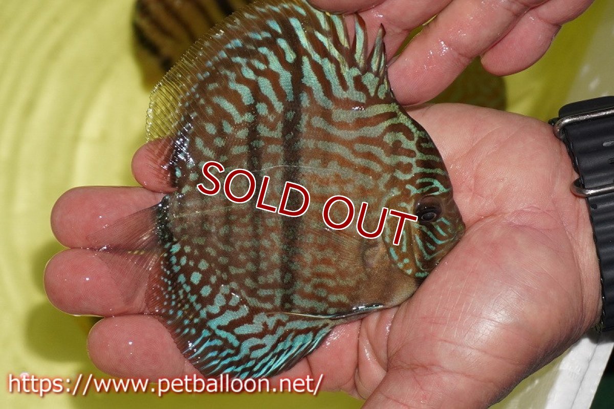 画像5: 【ディスカス】【通販】【激レアニューストレイン】ヤムンダブルームーンヘッケルクロス（ハイフォーム）【個体販売】12cm（生体）マレーシア　KLディスカスファーム (5)